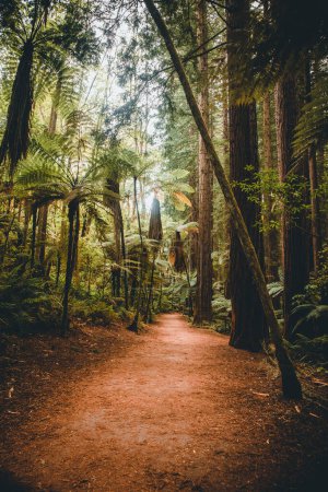 Photo for Cleared pathway between Redwood trees in Redwoods Whakarewarewa Forest, Rotorua, New Zealand - Royalty Free Image