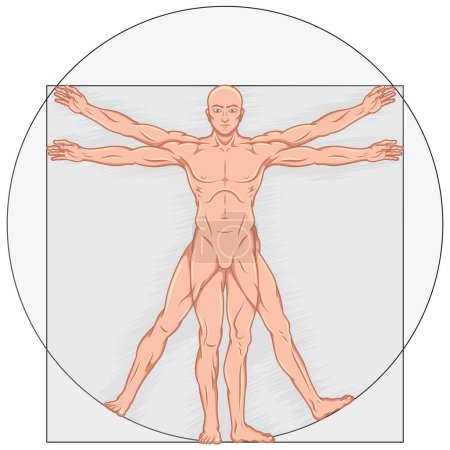 Illustration for Vector design of cartoon style Vitruvian man, Study of the ideal proportions of the human body, Canon of human proportions - Royalty Free Image