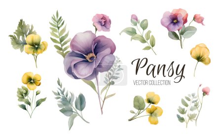 Illustration for Watercolor pansy flowers bouquet collection. Vector viola spring floral set illustration. Summer bloom violet plant decoration design elements - Royalty Free Image