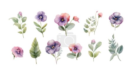 Illustration for Watercolor vector set with pansies. Hand drawn by watercolors. Summer bloom violet plant decoration design elements - Royalty Free Image