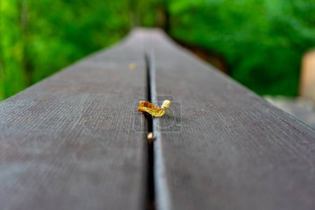 Photo for Yellow leaf on the wooden fence - Royalty Free Image