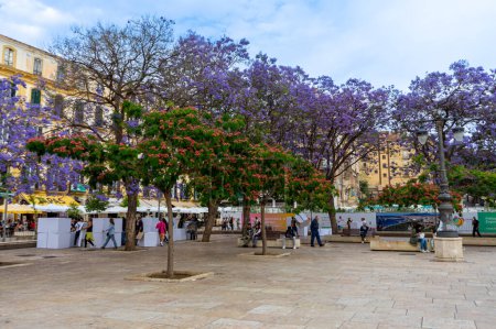 Téléchargez les photos : MALAGA, ESPAGNE - 20 MAI 2023 : Fleurs violettes Place Merced (Plaza de la Merced) à Malaga, Espagne le 20 mai 2023 - en image libre de droit