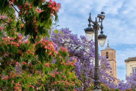 Téléchargez les photos : MALAGA, ESPAGNE - 20 MAI 2023 : Fleurs violettes Place Merced (Plaza de la Merced) à Malaga, Espagne le 20 mai 2023 - en image libre de droit