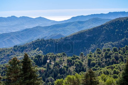 Panoramic view on pine forest on hiking trail to peak Torrecilla, Sierra de las Nieves national park, Andalusia, Spain