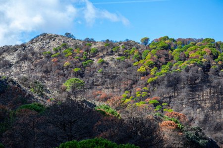 Mix of live and burnt forest on trail to the peak Mijas, Malaga, Spain
