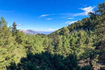 Photo for Pine forest on hiking trail to peak Torrecilla, Sierra de las Nieves national park, Andalusia, Spain - Royalty Free Image