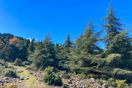 Pine forest on hiking trail to peak Torrecilla, Sierra de las Nieves national park, Andalusia, Spain
