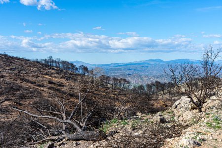 Burnt forest on trail to the peak Mijas, Malaga, Spain