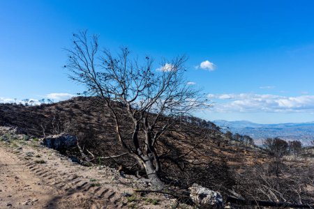 Burnt forest on trail to the peak Mijas, Malaga, Spain