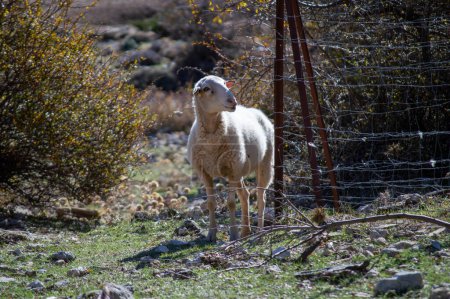 Moutons sur prairie verte, parc national de la Sierra de las Nieves, Andalousie, Espagne
