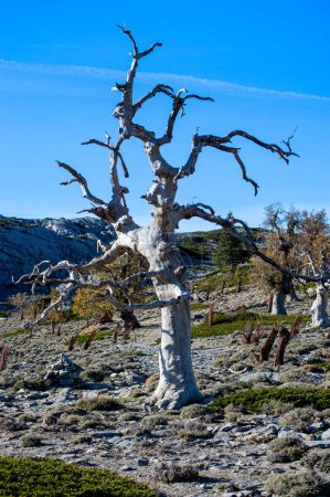 Dry tree on blue sky, Sierra de las Nieves national park, Andalusia, Spain