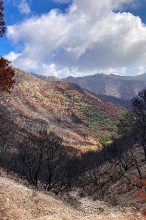 Verbrannter Wald auf dem Weg zum Gipfel Mijas, Málaga, Spanien