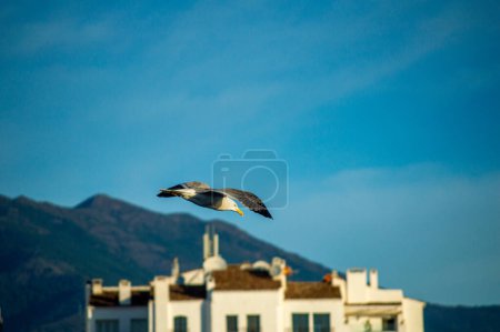 Seagull flying over building on blue sky background 