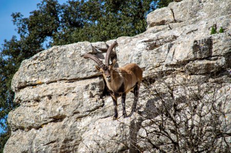 Goats in Torcal de Antequerra National Park, limestone rock formations and known for unusual karst landforms in Andalusia, Malaga, Spain.
