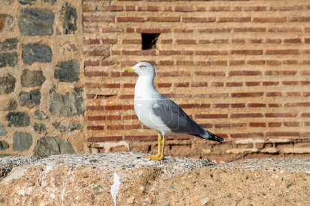 Mouette sur le mur du château, Almunecar, Espagne