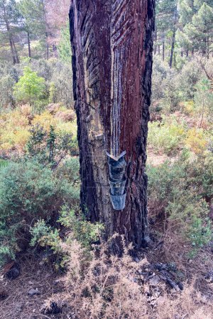 Resinous pine sap appears when coniferous wood is damaged, Sierra Tejeda Natural Park, el Robledal, Spain