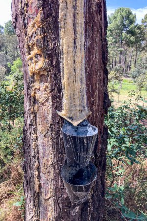 La savia de pino resinoso aparece cuando se daña la madera de coníferas, Parque Natural Sierra Tejeda, el Robledal, España