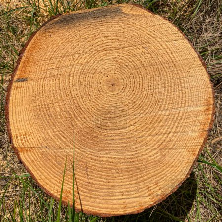 Coupe transversale d'un tronc d'arbre
