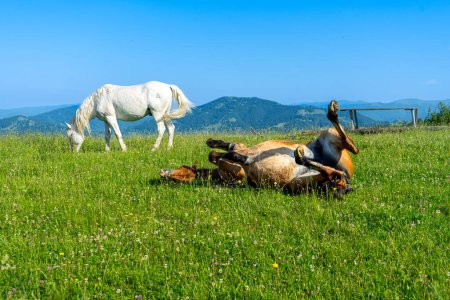Photo for Horses on green meadow on Carpathians mountains landscapes, Apetska mountain, Ukraine - Royalty Free Image