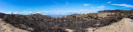 Photo for Burnt forest on trail to the peak Mijas, Malaga, Spain - Royalty Free Image