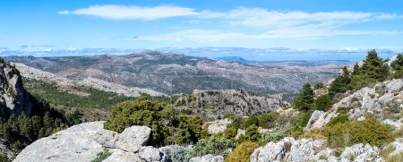 Vue panoramique sur la forêt de pins sur le sentier de randonnée au sommet Torrecilla, parc national de la Sierra de las Nieves, Andalousie, Espagne