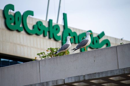 Photo for BANUS, SPAIN - MARCH 16, 2024: Doves on El Corte Ingles background in Banus, Spain on March 16, 2024 - Royalty Free Image