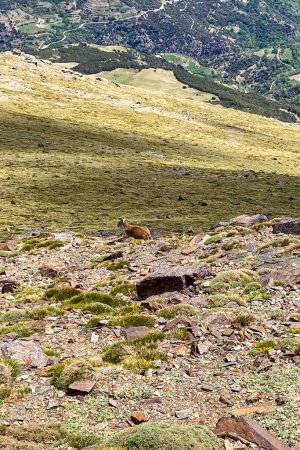 Ziege auf Wanderweg zum Mulhacen-Gipfel im Frühling, Sierra Nevada, Andalusien, Spanien