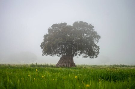 Tree in the field in the fog, Andalusia, Sierra Tejeda Natural Park, Spain