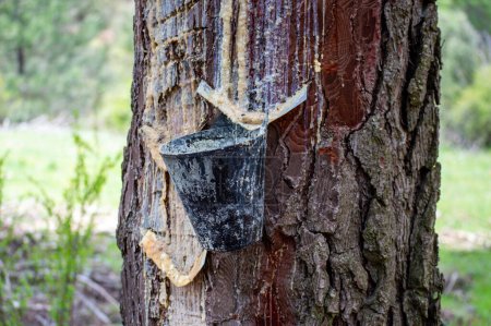 Harziger Kiefernsaft entsteht, wenn Nadelholz beschädigt wird, Naturpark Sierra Tejeda, el Robledal, Spanien