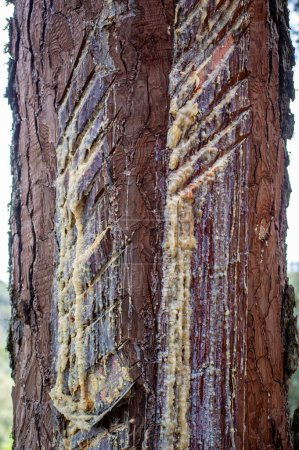 La savia de pino resinoso aparece cuando se daña la madera de coníferas, Parque Natural Sierra Tejeda, el Robledal, España