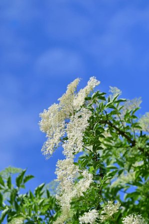 Photo for Elderflowers in spring - The best-known type of elderberry is the black elderberry, which in today's parlance is usually shortened to "elderberry", in northern Germany often referred to as "lilac berry bush" and in the Palatinate, Old Bavaria and Aus - Royalty Free Image