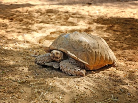 Téléchargez les photos : Gros plan de tortues géantes marchant sur le sol. - en image libre de droit