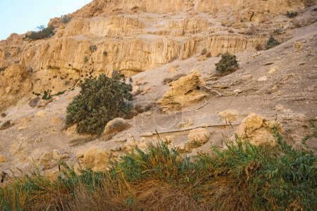Téléchargez les photos : The National Park Ein Gedi, Israel. - en image libre de droit