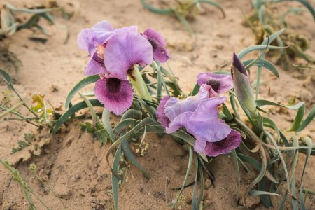 Téléchargez les photos : Fleurs d'iris colorées près dans le champ. - en image libre de droit
