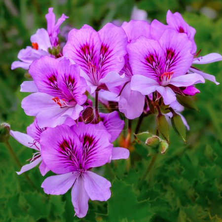 Téléchargez les photos : Pelargonium graveolens plante également connue sous le nom de géranium rose avec des fleurs roses. - en image libre de droit