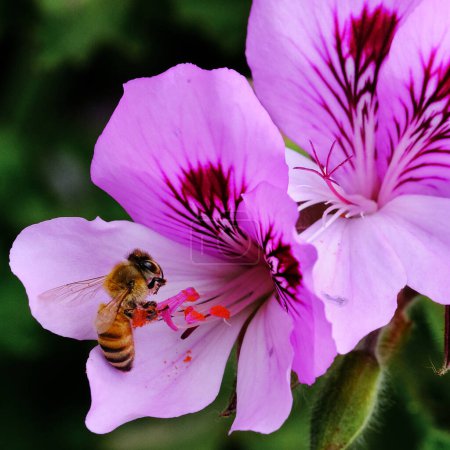 Téléchargez les photos : Pelargonium graveolens plante également connue sous le nom de géranium rose avec des fleurs roses et abeille domestique sur elle. - en image libre de droit