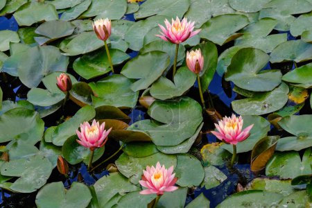 Téléchargez les photos : Fleurs de lotus rose avec des feuilles vertes sur le fond. - en image libre de droit