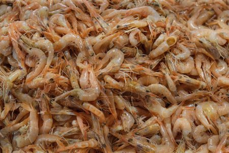 Téléchargez les photos : Une texture de fond de crevettes de mer fraîches. - en image libre de droit