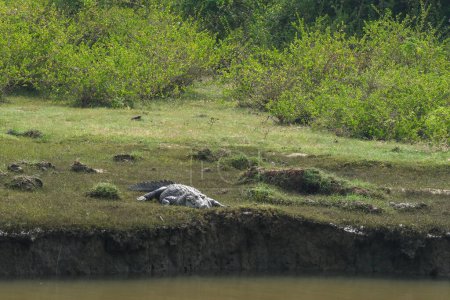 Crocodile sur un rivage dans le parc national de Yala, Sri Lanka.