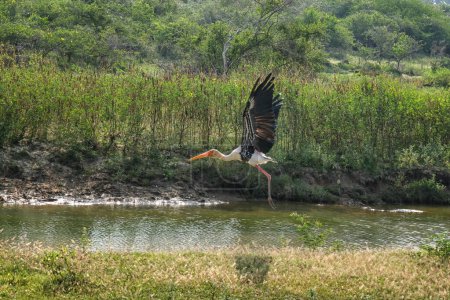 Painted Stork in Yala National Park, Sri Lanka.
