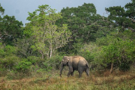 Foto de Elefante en el Parque Nacional Yala, Sri Lanka. - Imagen libre de derechos