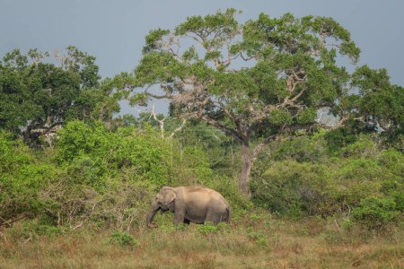 Foto de Elefante en el Parque Nacional Yala, Sri Lanka. - Imagen libre de derechos