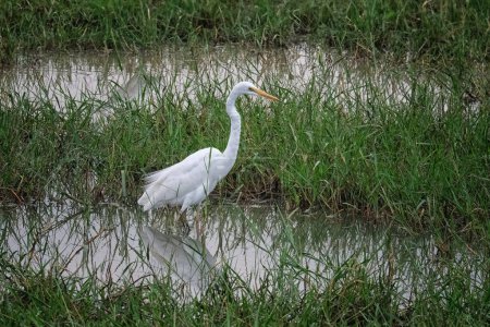 Great Egret in Yala National Park, Sri Lanka.