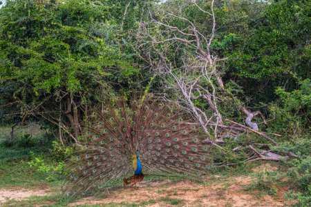 Peacock with spread tail in Yala National Park, Sri Lanka.