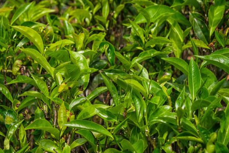 Téléchargez les photos : Gros plan feuilles de thé sur les buissons d'une plantation de thé. - en image libre de droit