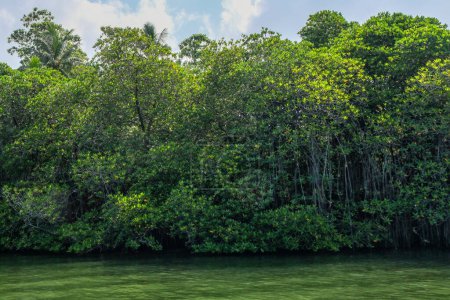 Téléchargez les photos : Sri Lanka. Mangroves sur les rives de la rivière Madu Ganga. - en image libre de droit