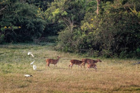 Sika-Hirsche und Silberreiher im Yala Nationalpark, Sri Lanka.