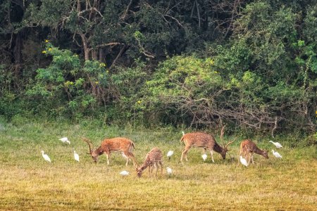 Photo for Sika Deers and Great Egrets in Yala National Park, Sri Lanka. - Royalty Free Image