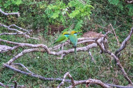 Pair of colorful green bee-eater or Merops orientalis in Yala National Park, Sri Lanka.