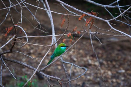 The green bee-eater or Merops orientalis in Yala National Park, Sri Lanka.